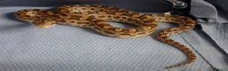 Boa Snake reptiles for sale: Argentina Rainbow Boa's  - Advert 3
