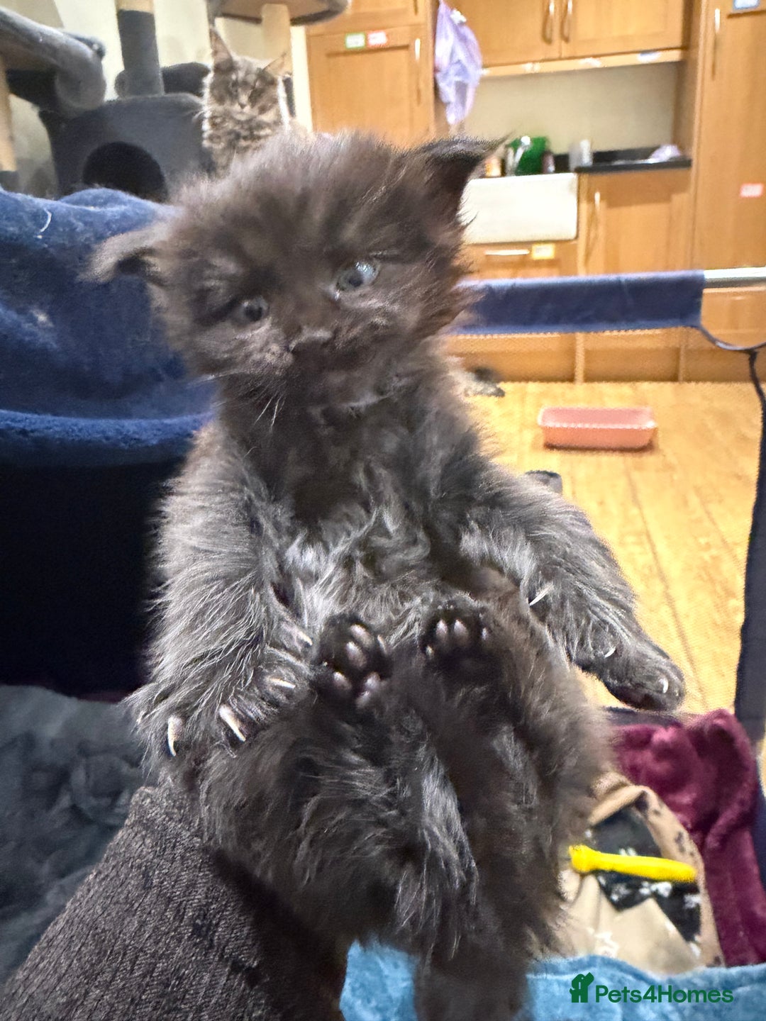 Maine Coon cats for sale: Majestic Purebred Maine Coon Kittens - TICA 🐾 - Advert 18