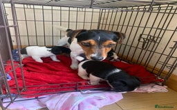 Jack Russell dogs for sale: Beautiful Jack Russell Girls  - Image 2