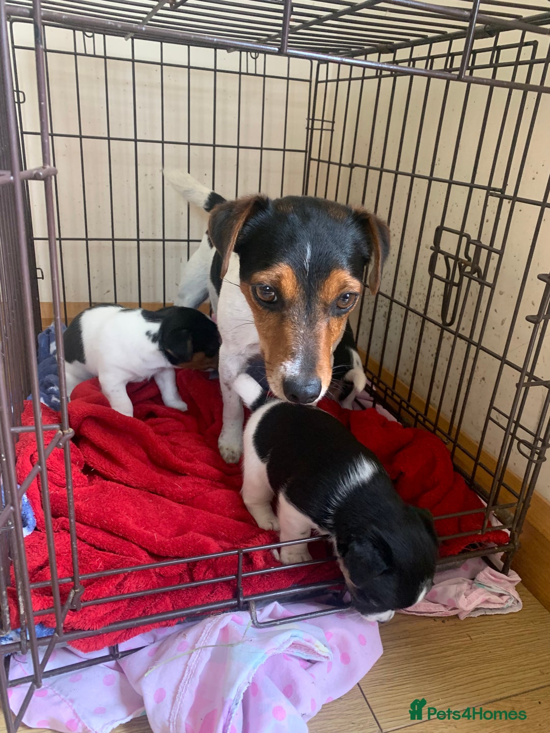 Jack Russell dogs for sale: Beautiful Jack Russell Girls  - Image 2