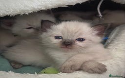 Ragdoll cats for sale: Adorable Ragdolls- DNA Clear Parents 🌟 - Image 6