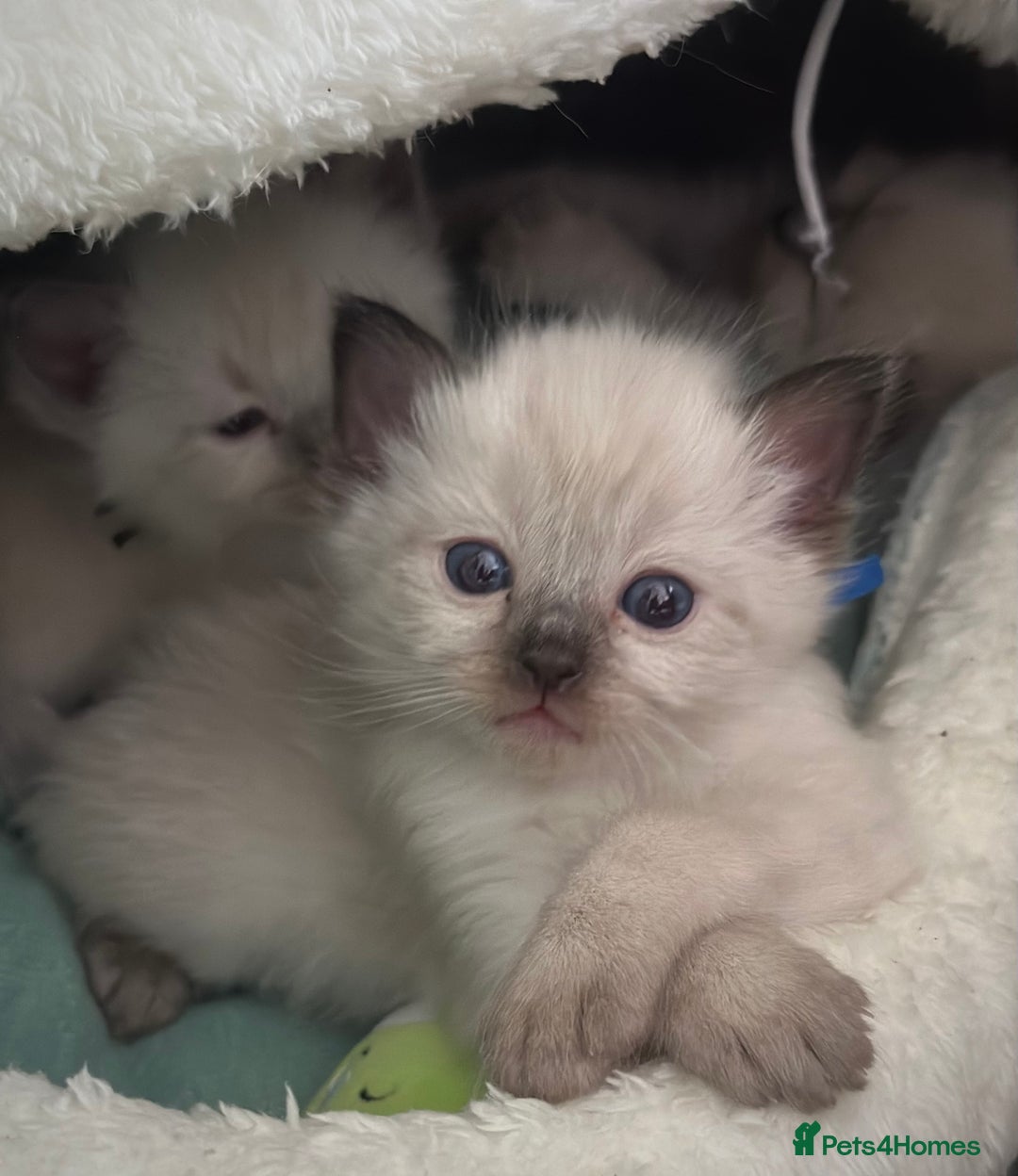 Ragdoll cats for sale: Adorable Ragdolls- DNA Clear Parents 🌟 - Image 6