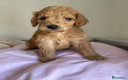Cockapoo dogs for sale: Cockapoo puppies  - Image 13