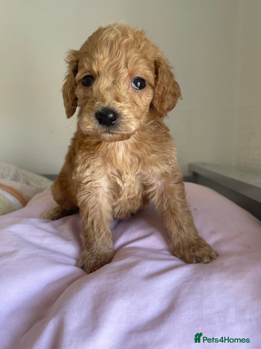 Cockapoo dogs for sale: Cockapoo puppies  - Image 13
