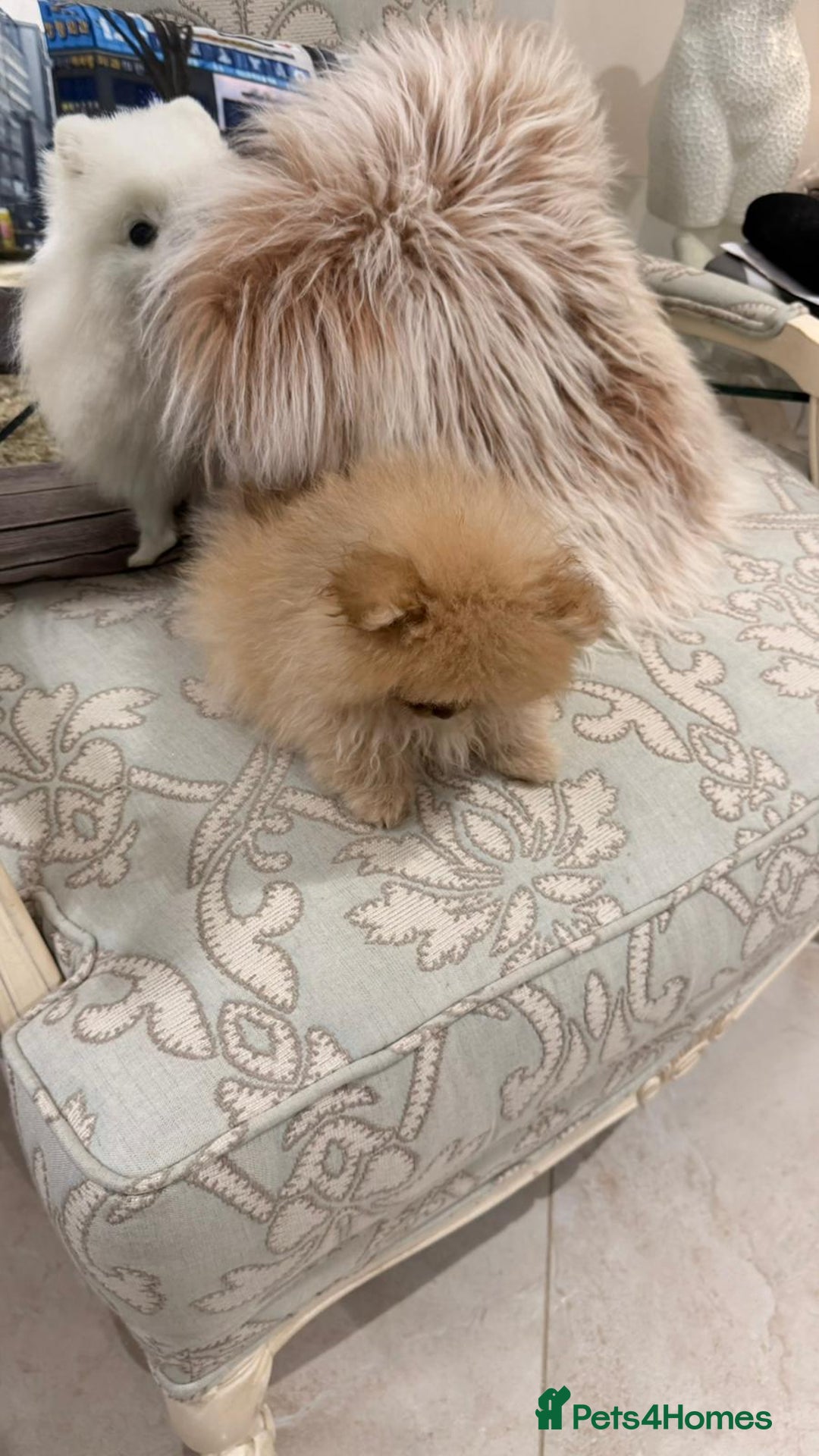 Pomeranian dogs for sale: Stunning Choco Sable Girl Available - Advert 2