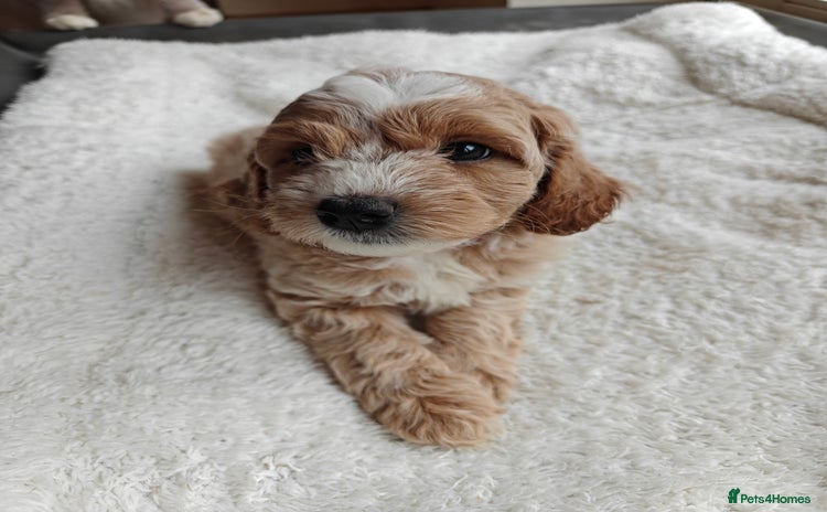 Cockapoo dogs - Advert 2