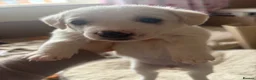 Mixed Breed dogs for sale: 5 mixed breed puppies. Brown pup is reserved. - Advert 5