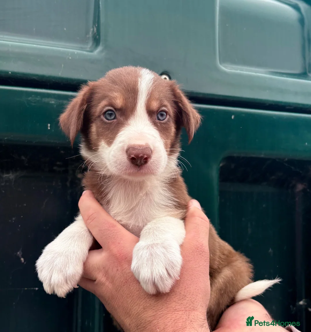 Border Collie dogs for sale: 🐾❤️ ONLY 2 RED & WHITE BORDER COLLIE BOYS LEFT  - Advert 8