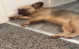 French Bulldog dogs for sale: Fluffy FrenchBulldog - Image 1