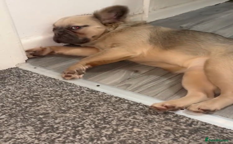 French Bulldog dogs - Advert 11
