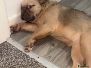 French Bulldog dogs - Advert 34