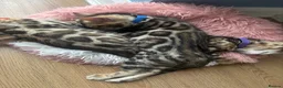 Bengal cats for sale: Exceptional Bengal Kittens With Amazing Rosettes ✨ - Advert 6