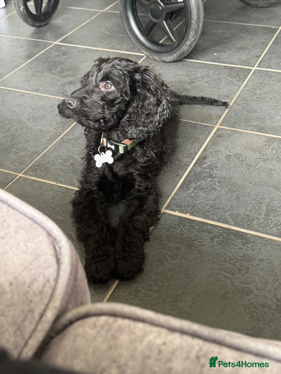 Cockapoo dogs for sale: Pup for sale - new home needed  in Wigan - Advert 5