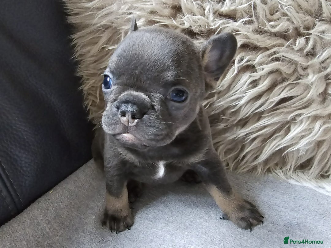 French Bulldog dogs for sale: Stunning French Bulldog Puppies  - Advert 2