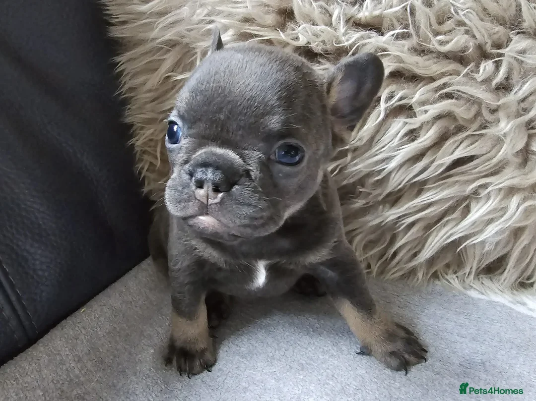French Bulldog dogs for sale: Stunning French Bulldog Puppies  - Advert 2