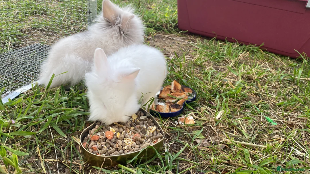 Lionhead rabbits for sale: Rabbits from the same family want to sell pair  in Birmingham - Advert 2