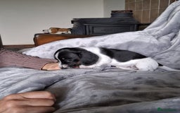Miniature Dachshund dogs for sale: KC Reg’d Mini Dachshund Puppies  - Image 4