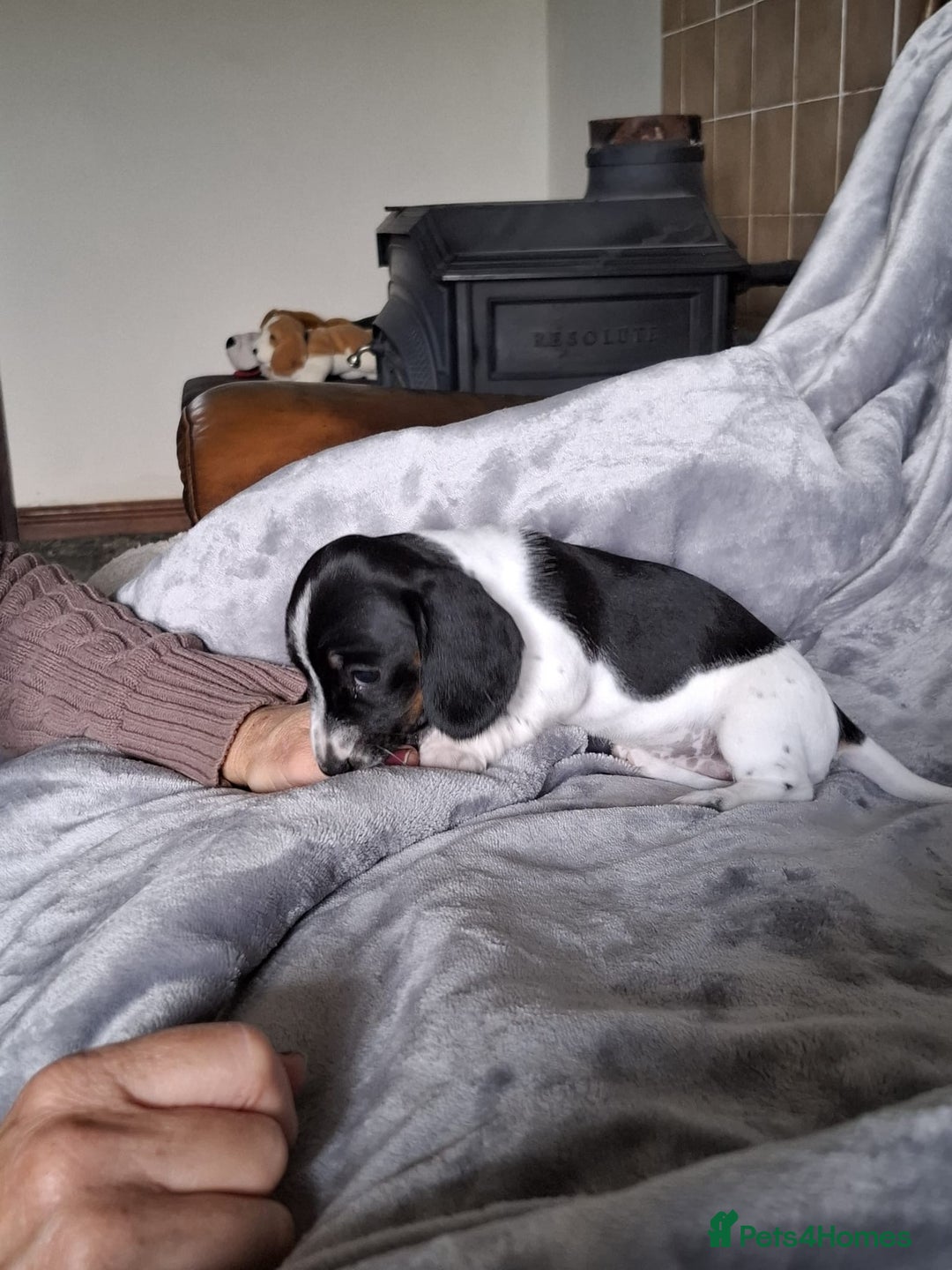 Miniature Dachshund dogs for sale: KC Reg’d Mini Dachshund Puppies  - Image 4