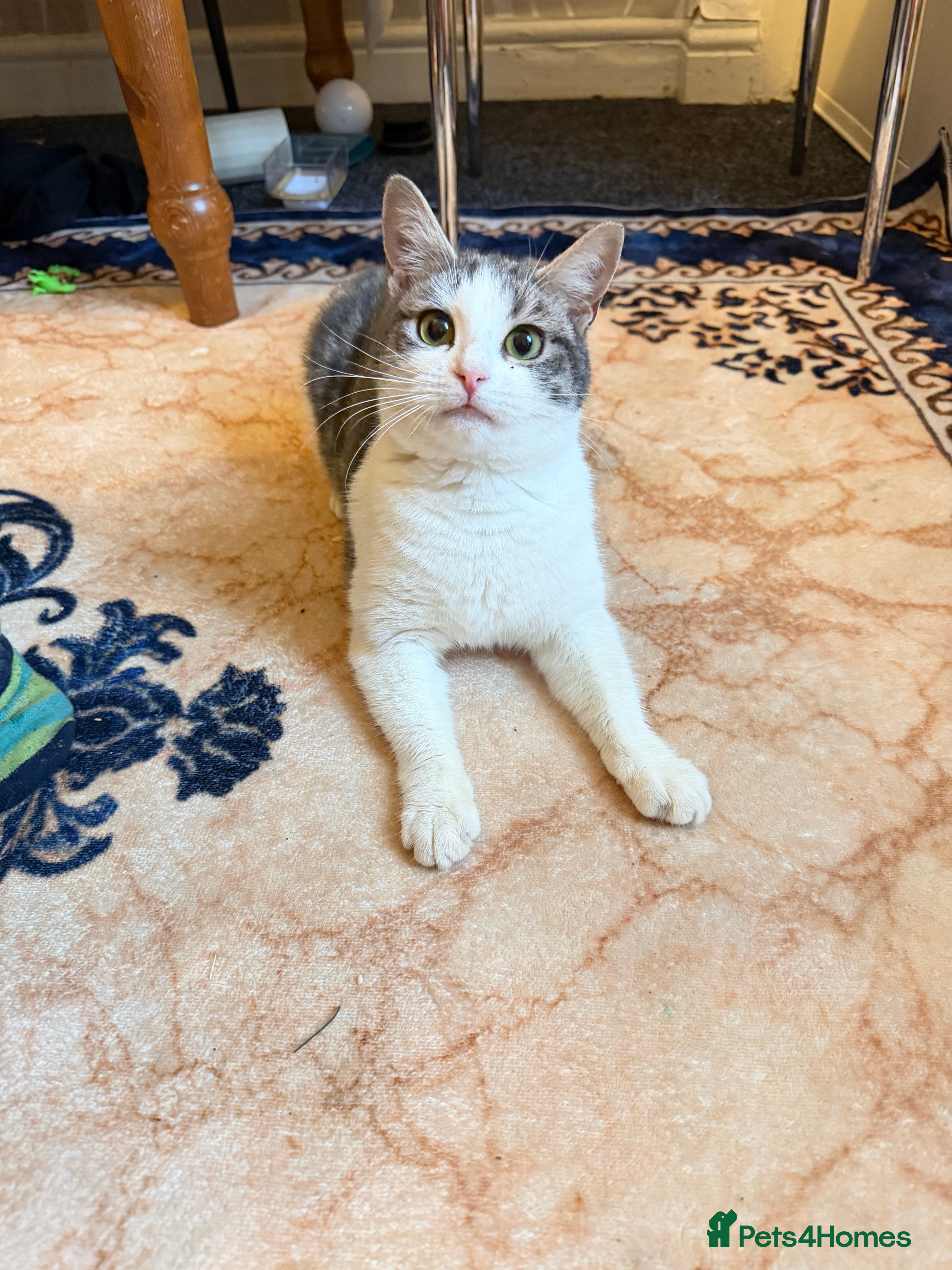 Domestic Shorthair cats Beautiful Female Domestic Shorthair Cat for Sale  - Advert 10