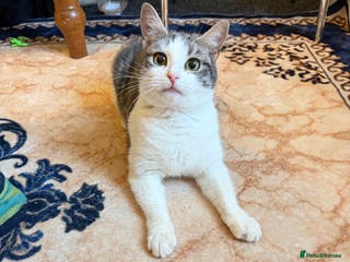 Domestic Shorthair cats Beautiful Female Domestic Shorthair Cat for Sale - Advert 2