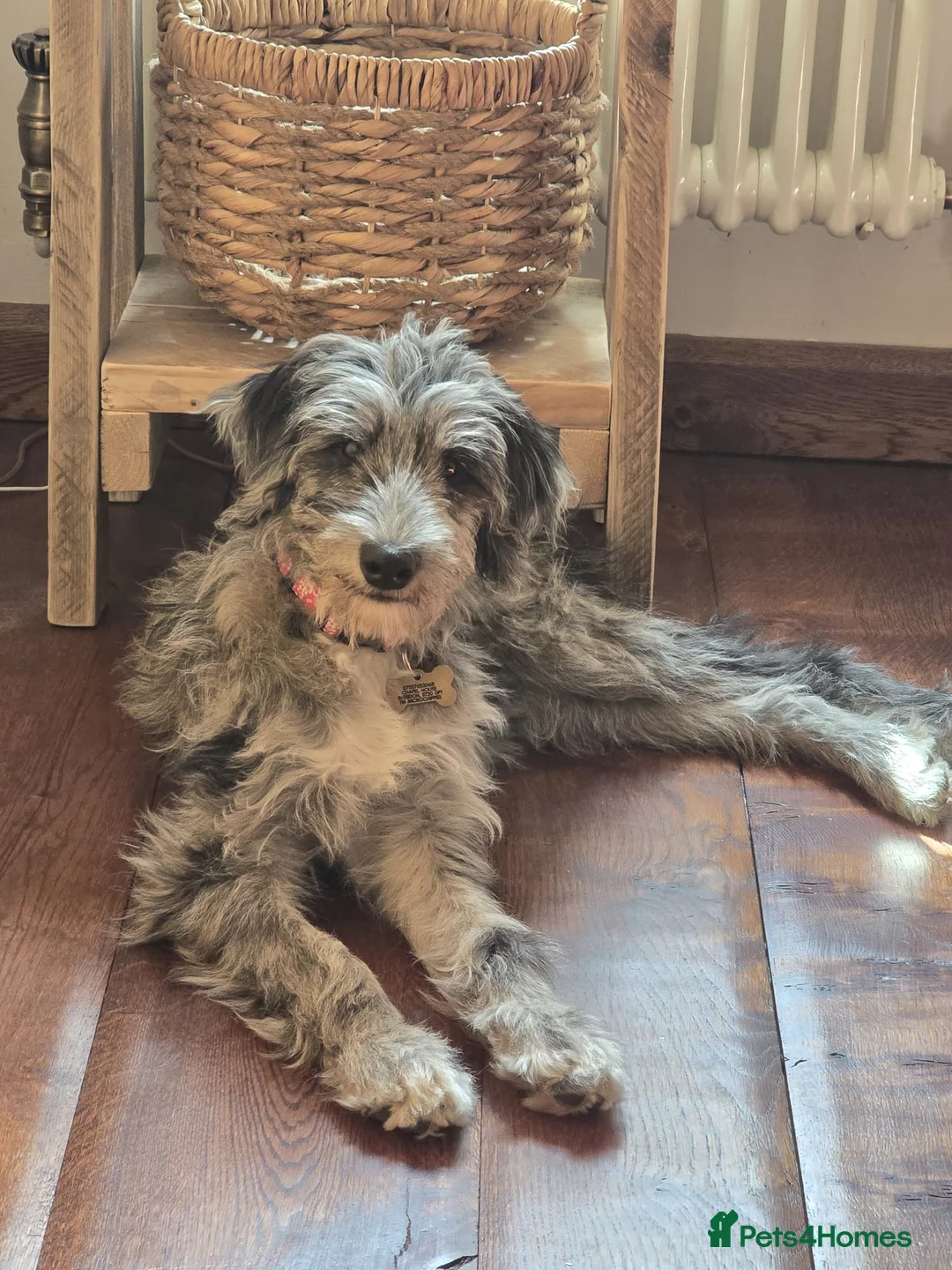 Bordoodle dogs for sale: 🌙☀️Waiting List Open🌙☀️ - Advert 33