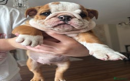 English Bulldog dogs for sale: English bulldog puppies  - Image 15