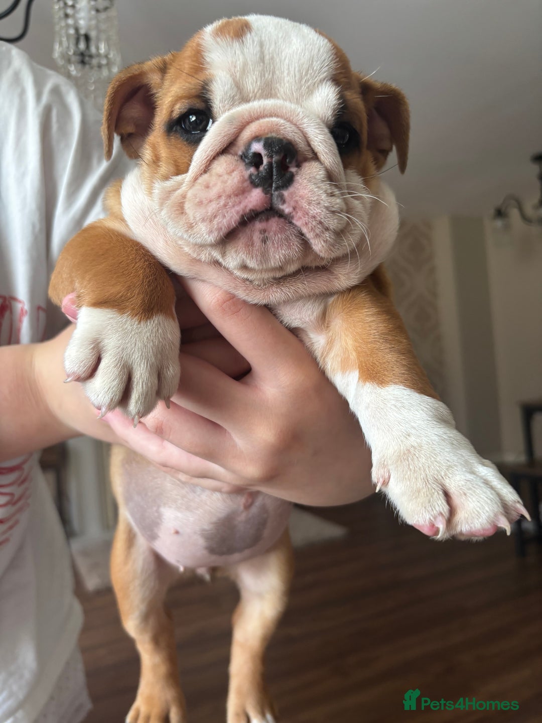 English Bulldog dogs for sale: English bulldog puppies  - Image 15