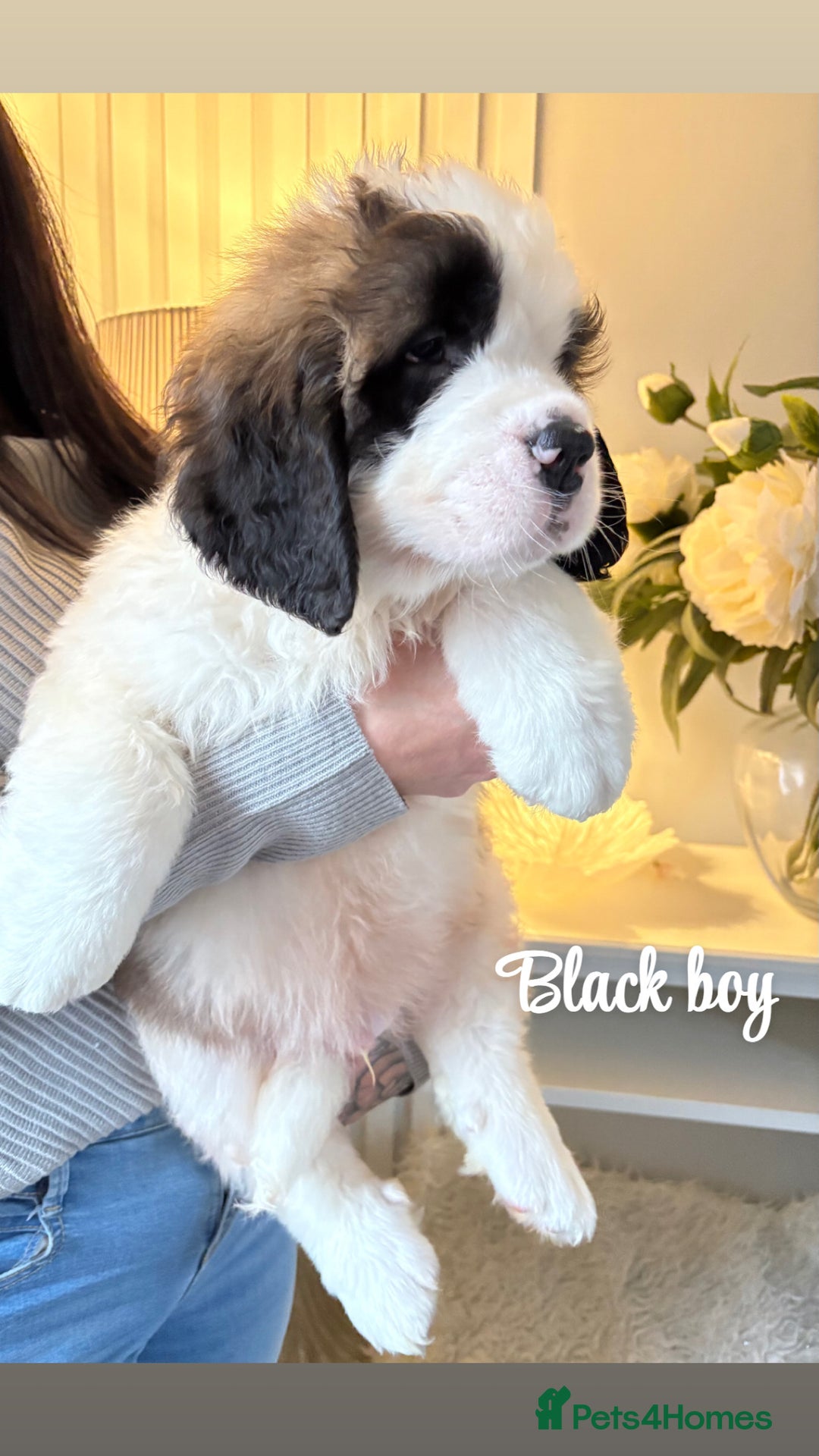 Saint Bernard dogs for sale: Stunning Saint Bernard puppies!  - Advert 4