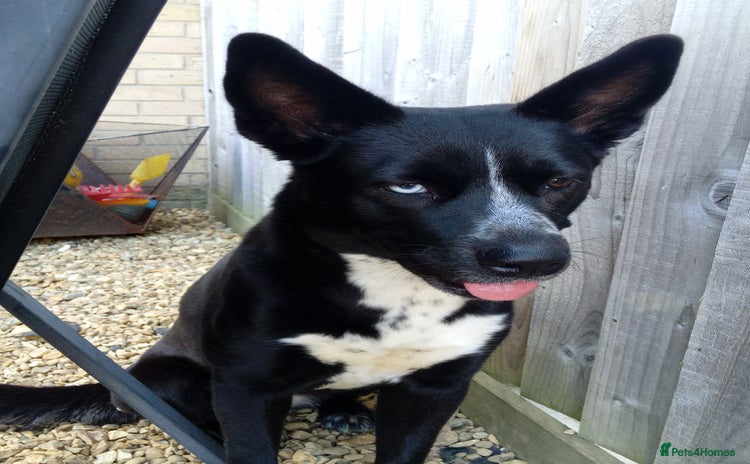 Mixed Breed dogs - Advert 4