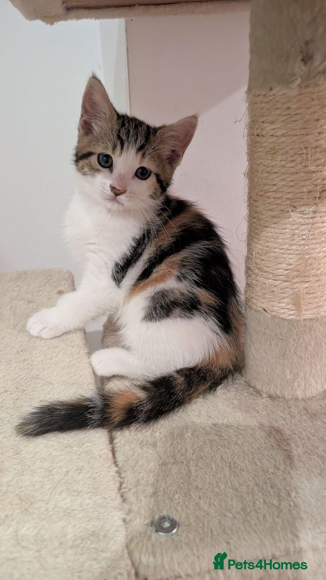 Mixed Breed cats 5 Beautiful Female Calico & Torbie Kittens - Advert 1