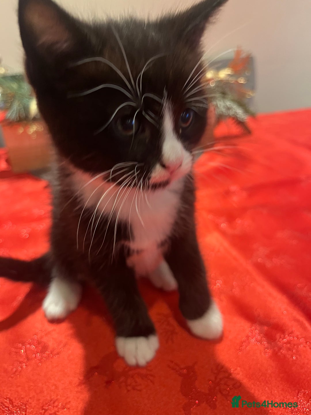 Maine Coon cats for sale: Main coon cross bread  - Advert 14