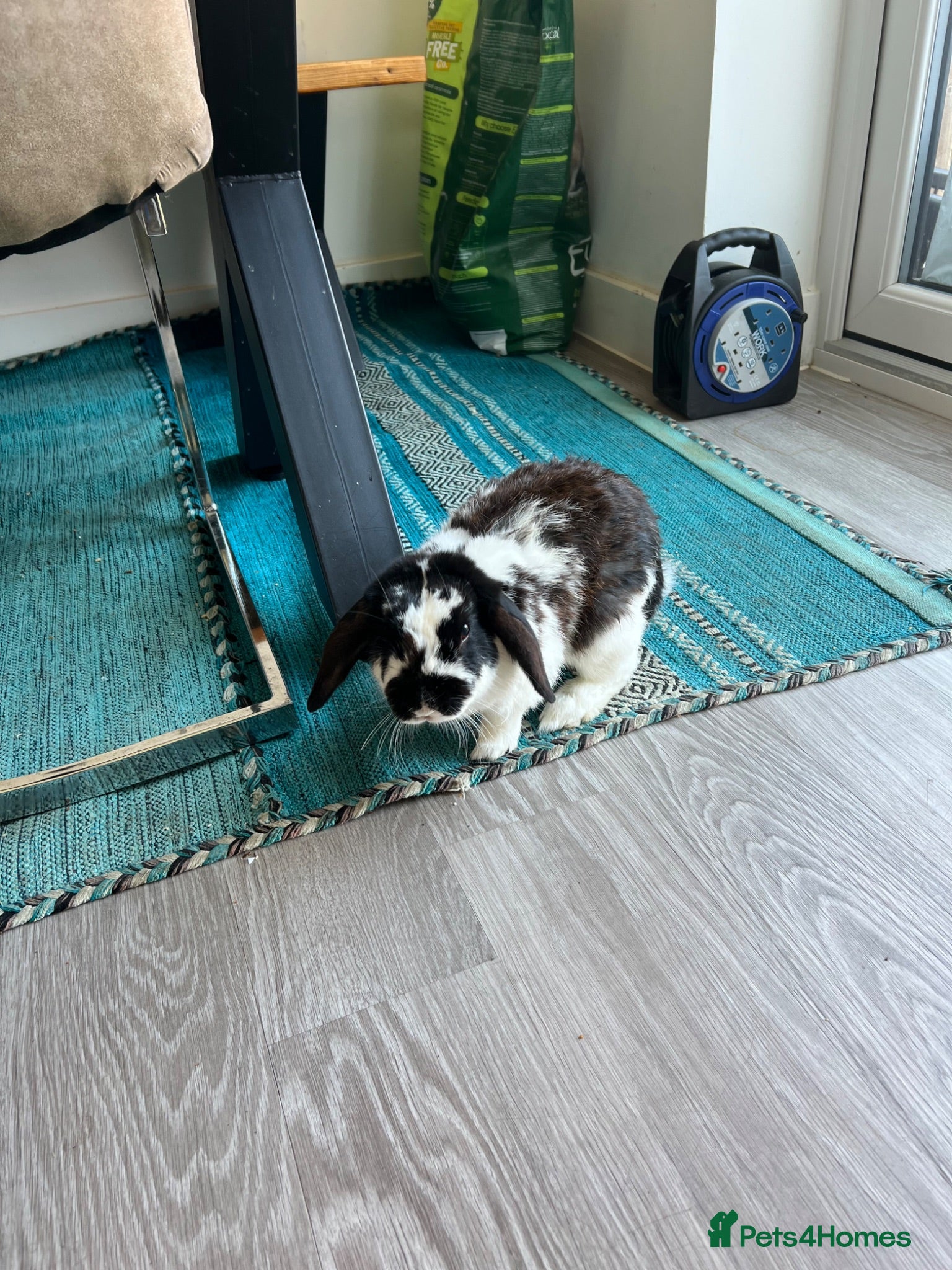 Dwarf Lop rabbits Two lovely dwarf lops - Advert 1