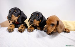Dachshund dogs for sale: Standard champion bred dachshunds  - Image 16