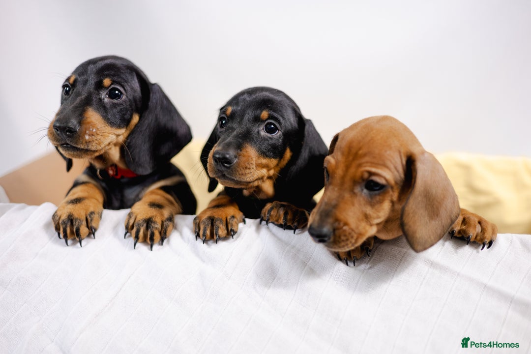 Dachshund dogs for sale: Standard champion bred dachshunds  - Image 16