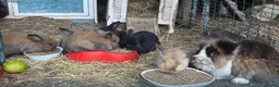 Mini Lop rabbits for sale: Mini lop x lionhead bunnies - Advert 4