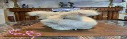 Angora rabbits for sale: Gorgeous Angora Rabbits, Pure Bred Full Faced. - Advert 8