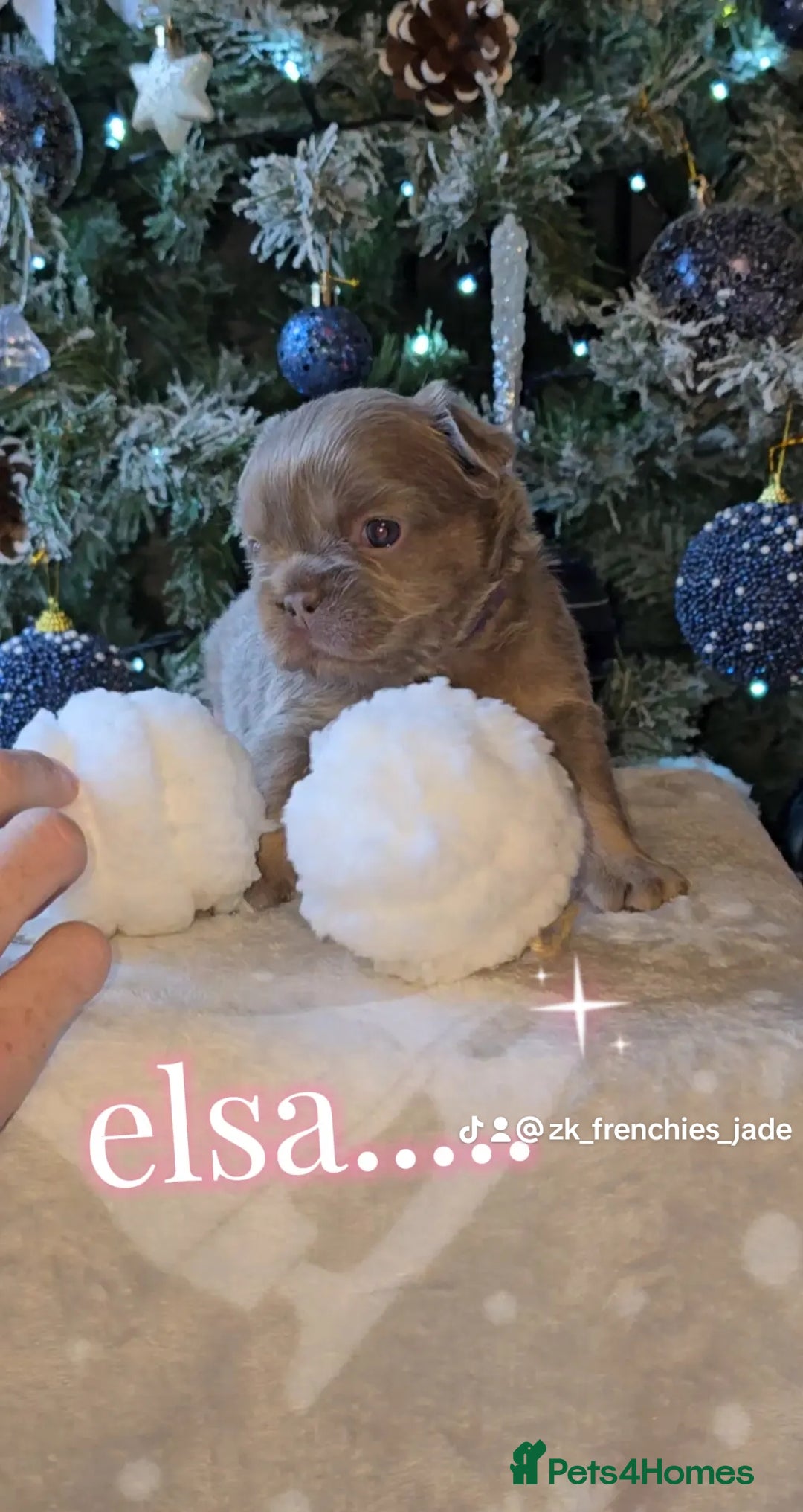 French Bulldog dogs for sale: Quality fluffy kc registered French bulldogs  - Advert 3