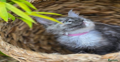 Maine Coon cats - Advert 2