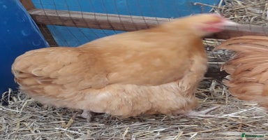Chickens poultry - Advert 4