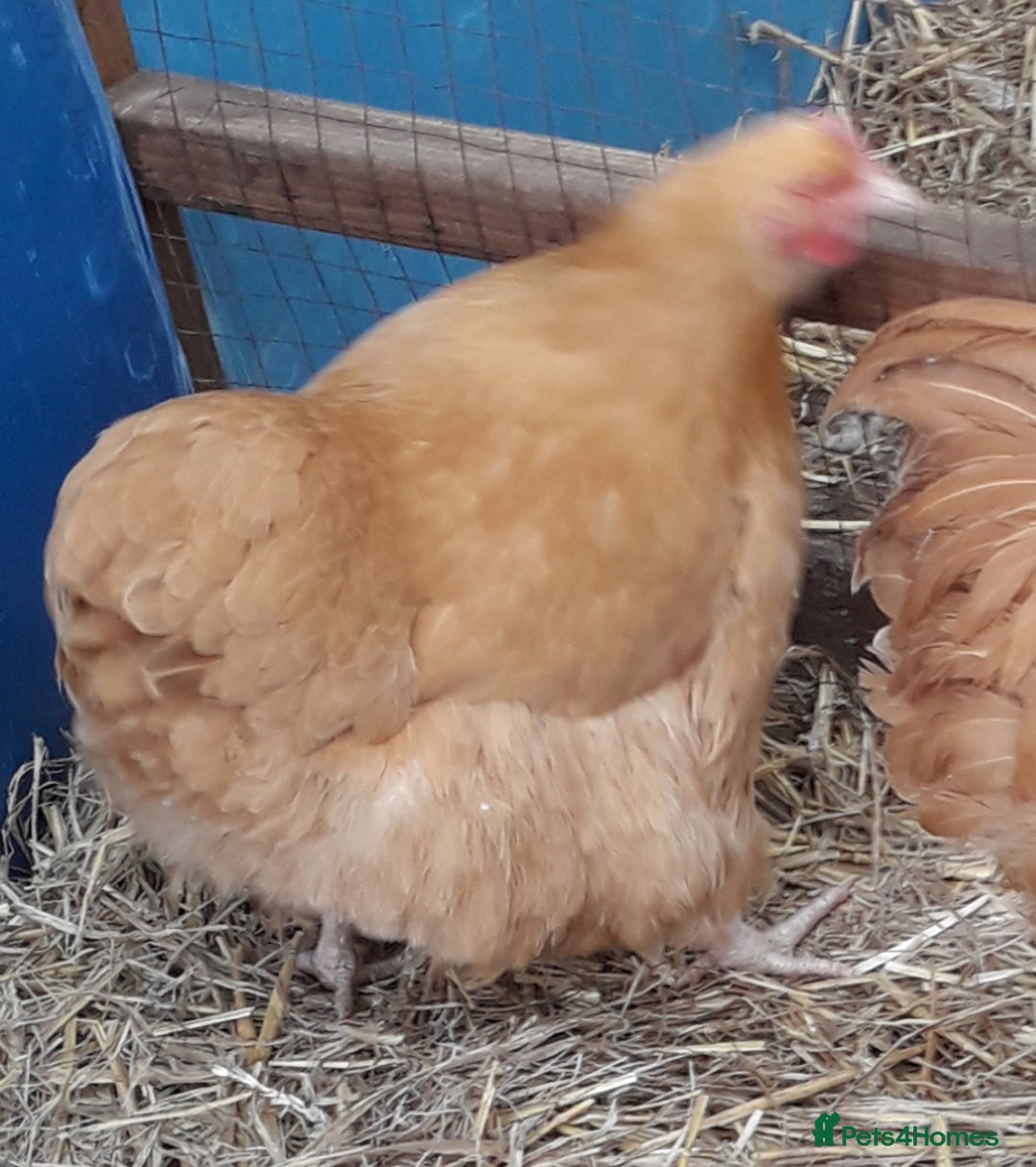 Chickens poultry for sale: Buff orpington bantams all female  - Image 2