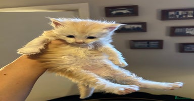 Maine Coon cats - Advert 2