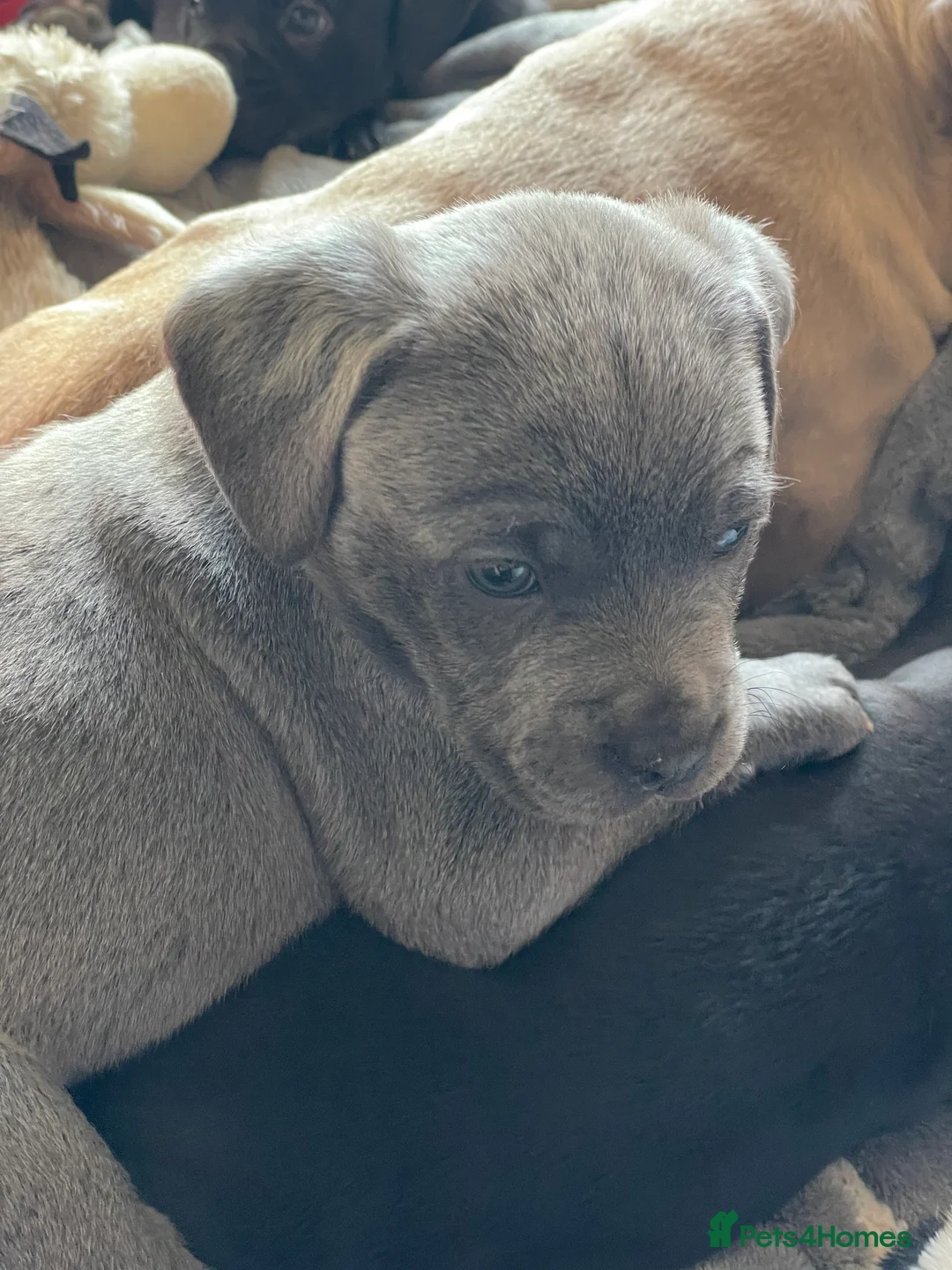 Mixed Breed dogs for sale: Small soft and friendly pups excited for a home  in Broadstairs - Advert 2