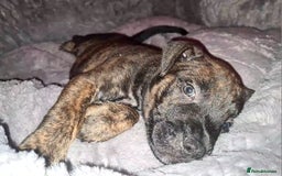 Staffordshire Bull Terrier dogs for sale: READY 7TH NOVEMBER ⭐️ 🐶 2 left ⭐️ staff pups  - Image 21