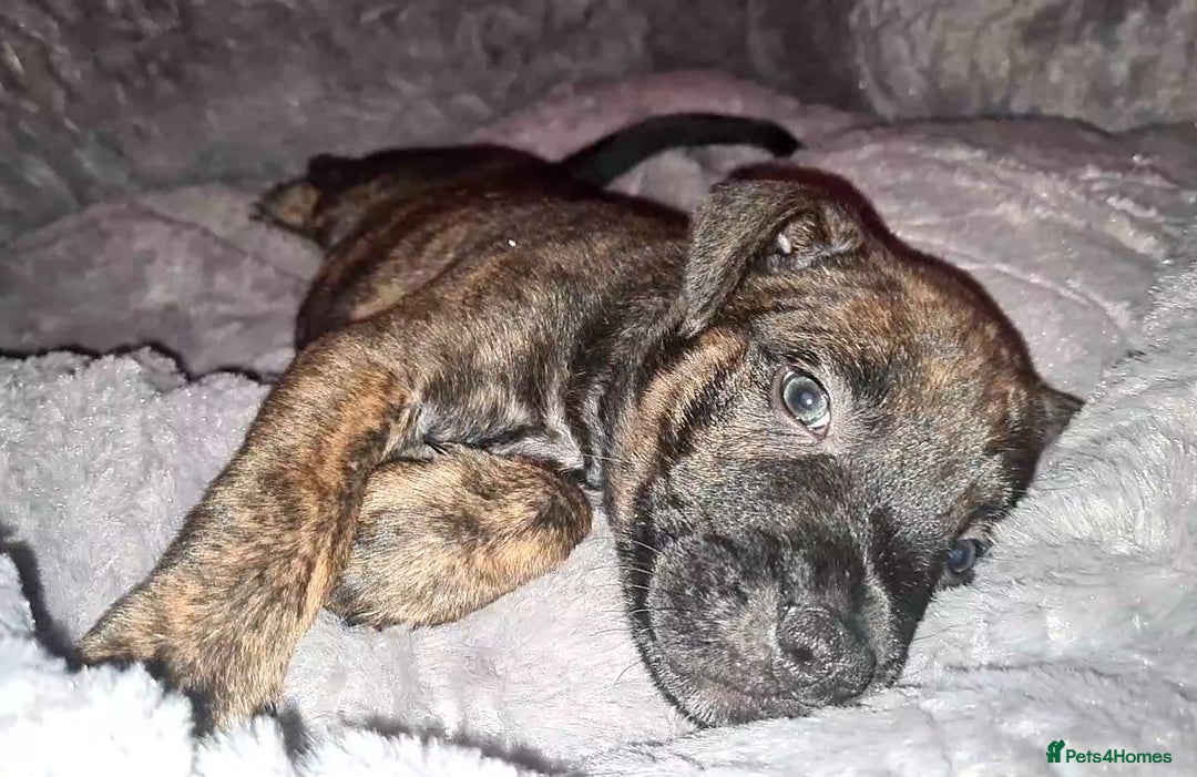 Staffordshire Bull Terrier dogs for sale: READY 7TH NOVEMBER ⭐️ 🐶 2 left ⭐️ staff pups  - Image 21