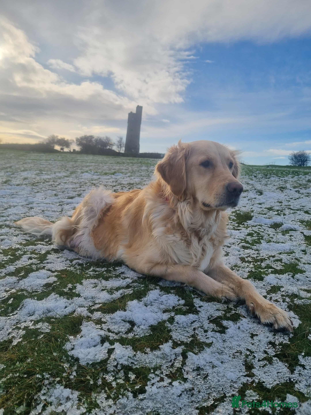 Golden Retriever dogs for sale: champion lines kc golden retriever puppies  - Advert 17