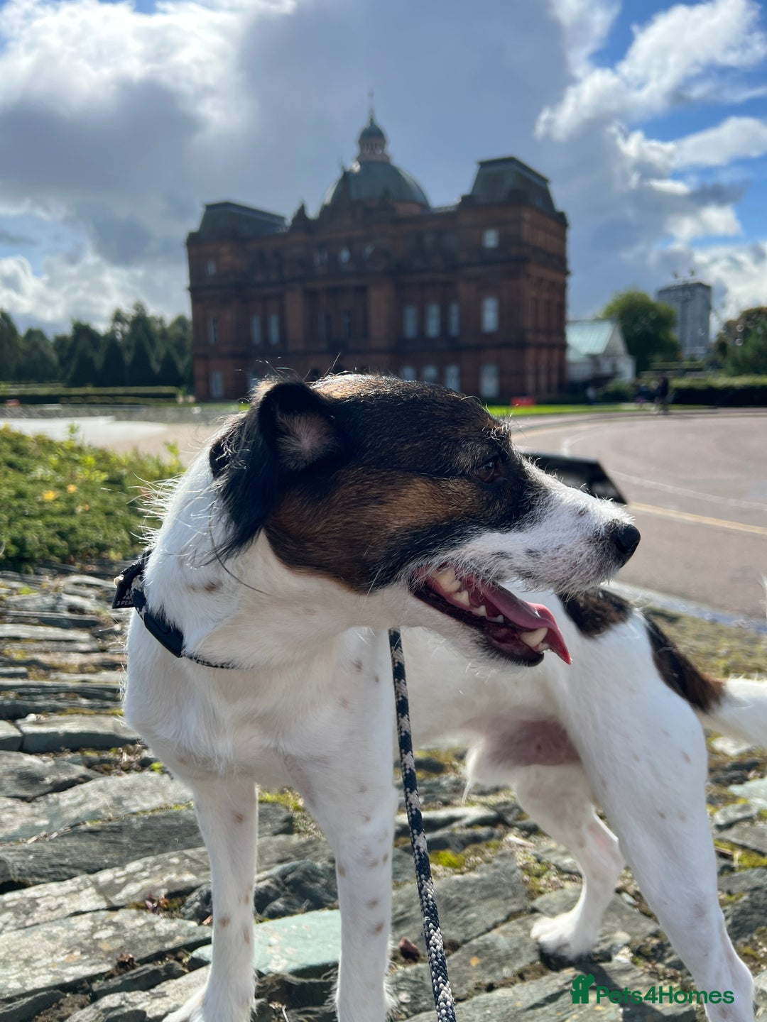 Mixed Breed dogs for sale: Schnackadoodles (Mini Schnauzer X Jackadoodle) - Image 22