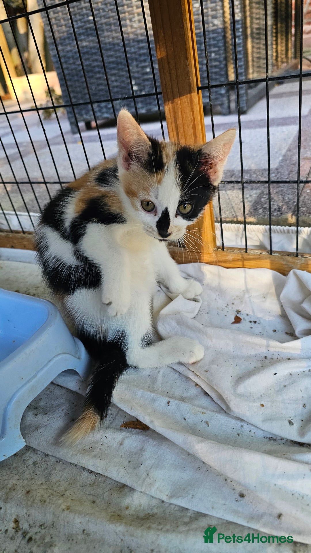 Persian cats for sale: Very beatifull mix breed/Persian kittens  - Image 33