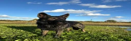 German Shepherd dogs for stud: German Shepherd (Czech Import) DDR - WORKING BREED - Advert 8
