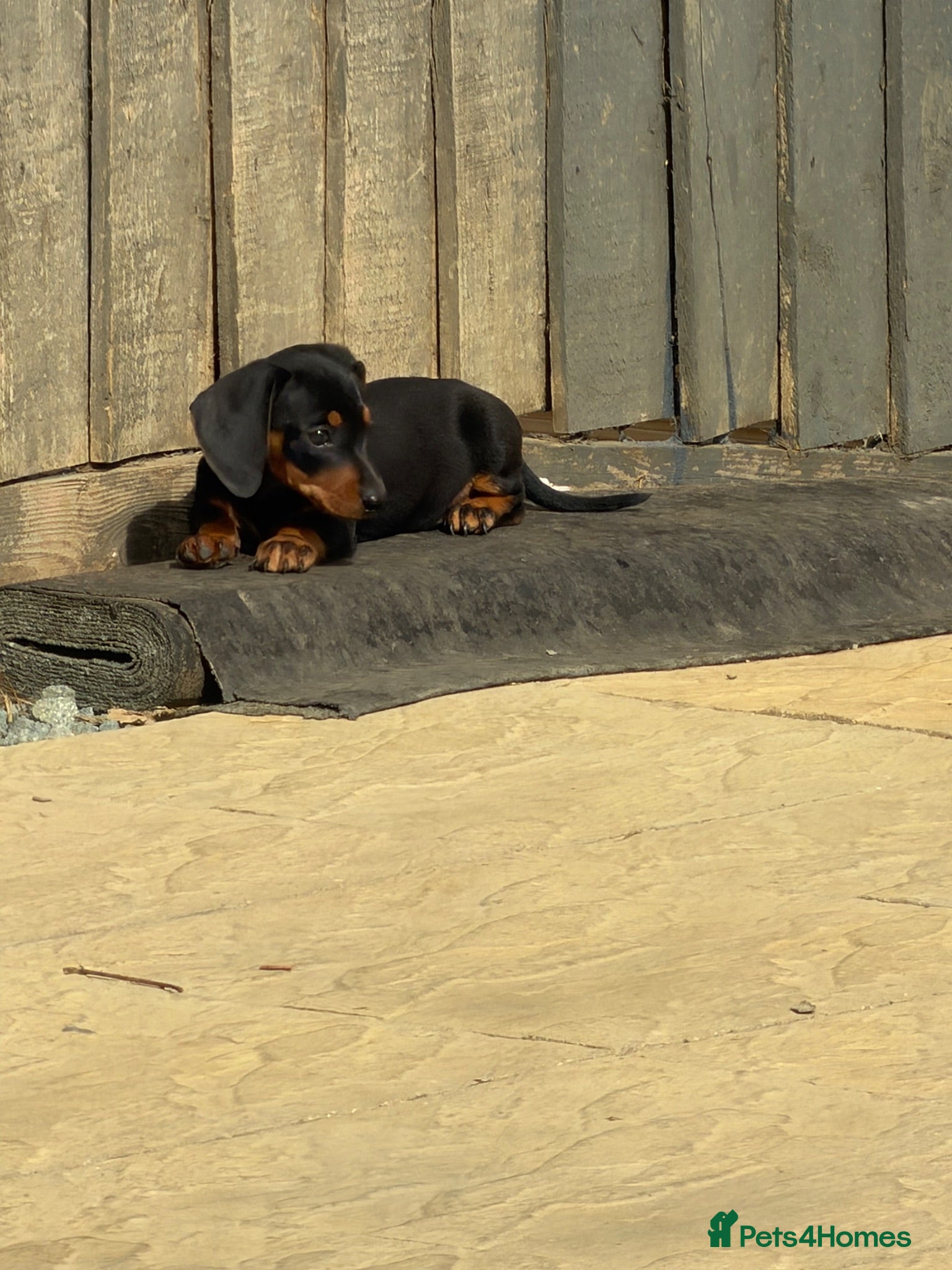 Miniature Dachshund dogs ✨ True mini  dachshunds boy girl left✨ - Advert 5
