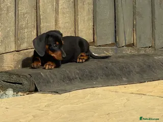 Miniature Dachshund dogs ✨ True mini dachshunds boy girl left✨ - Advert 5